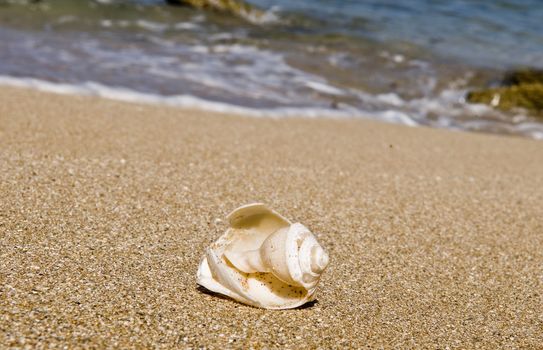 Broken snail on the sand near the sea