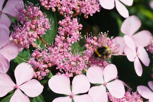 Bumble bee getting pollen from hortensia flowers