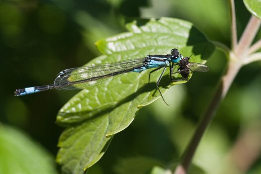 Azure Damselfly resting in the sun on green leaf