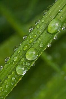 Green leaf with drops after the rain in summer