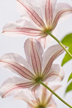 Group of Clematis flowers with white background