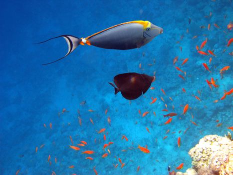 Tropical fishes and coral reef