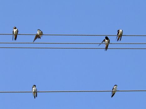 Birds on wires