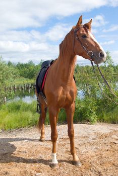 racehorse outdoor