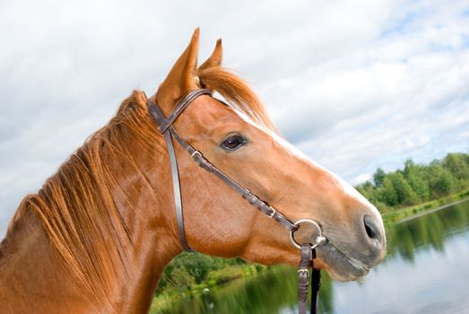 Horse in water