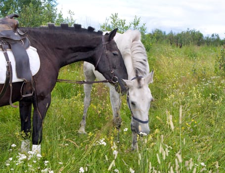 Two horses.Horses on a pasture