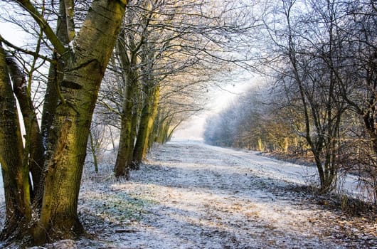 Beautiful colors and light in a white snowy landscape