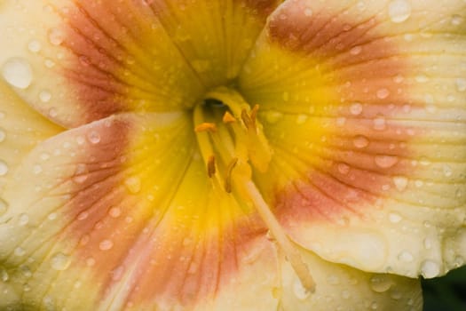 Yellow daylily with rain drops in the sun