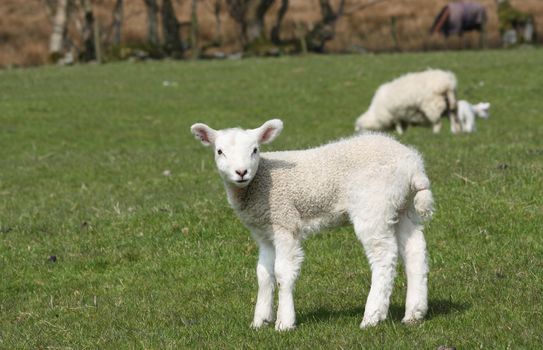Spring Lamb Looking