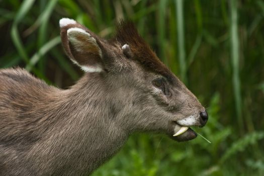 The small tufted Deer lives retiring in the woods of Birma and China