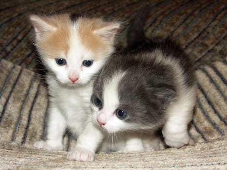 two kittens