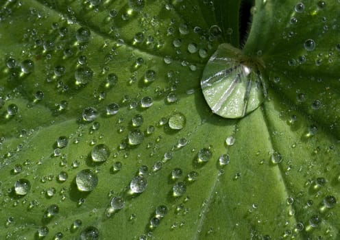 Leaf from Lady's mantle with waterdrops in the early morning