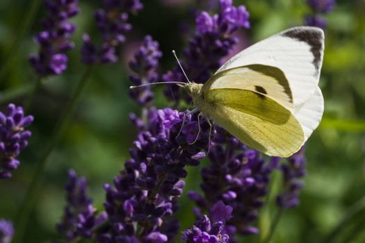 White Butterfly "Large White" on lavender flowers