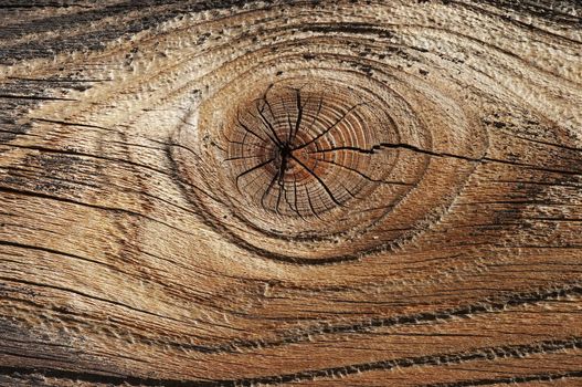 Detail of the wood texture with nob - abstract