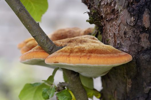 Detail of the tree fungus - pore fungus - white wood fungus