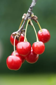 detail of the cherry - natural product - fruit