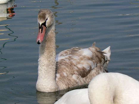 Cygnet on the Lake Geneva