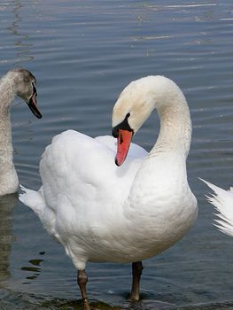 A swan which goes out of the lake