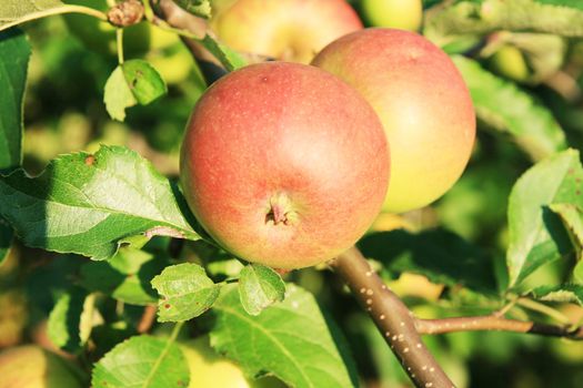 Close up two red apple