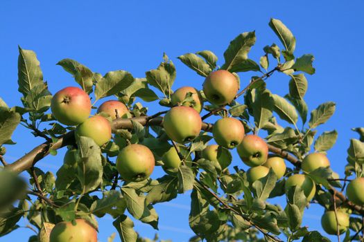 Branch with apple on blue sky background