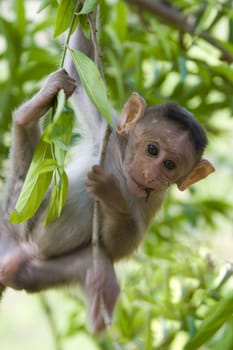 Young macaque monkey in a tree.Vertical shot