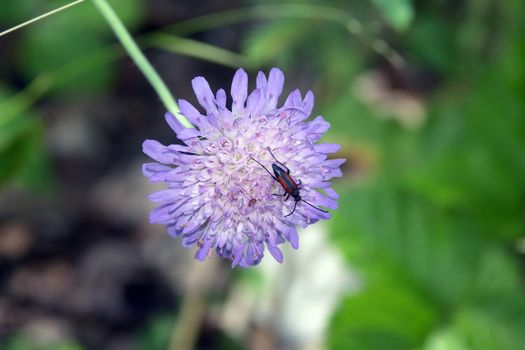 Insect on a flower