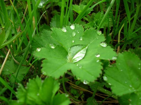 Morning dew. Background herbs.