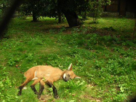 Sleeping fox on ground in zoo