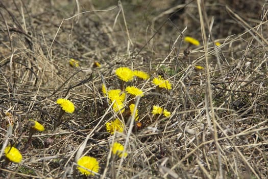 Foalfoots and hay