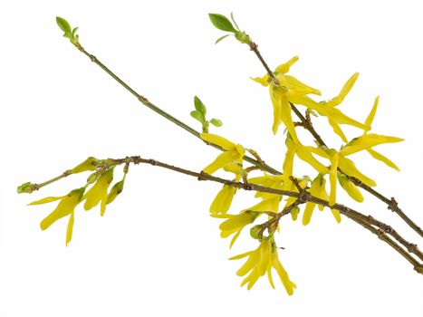 Spring forsythia branch with buds on white background

