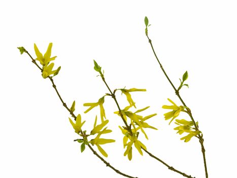 Spring forsythia branch with buds on white background

