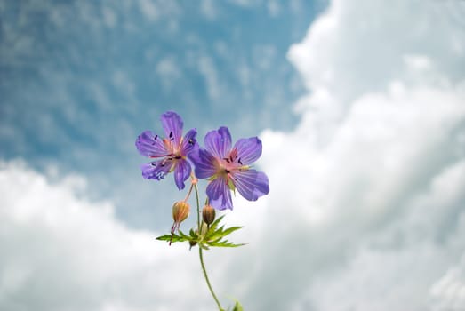 Field years flowers on a background of the solar sky 