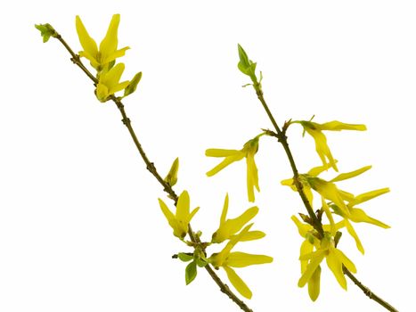 Spring forsythia branch with buds on white background

