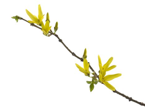 Spring forsythia branch with buds on white background

