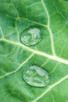 Green leaf texture with water drops on it