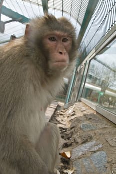 A monkey in a zoo looking sadly