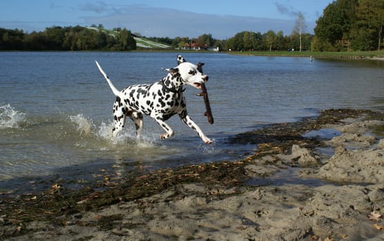 Dalmatian dog running out of the water with a stick.