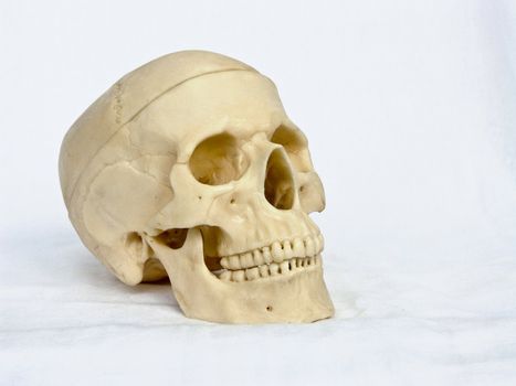 The image of a skull of the person on a homogeneous background