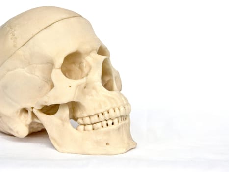 The image of a skull of the person on a homogeneous background