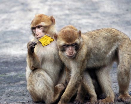 Two young baby monkeys having fun playing with a leaf and exporing the world.