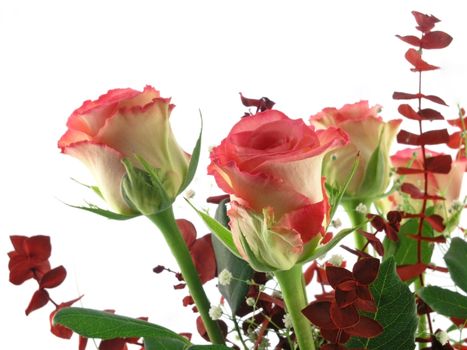 rose bouquet  isolated on a white background 