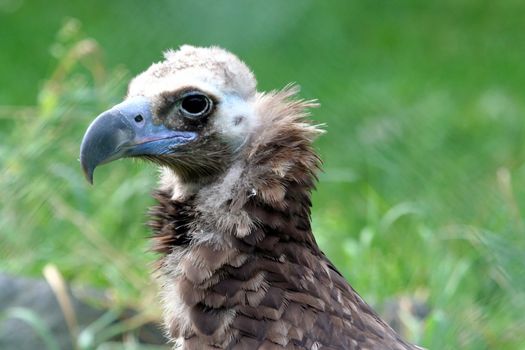 Portrait of a white backed vulture, seen in detail.