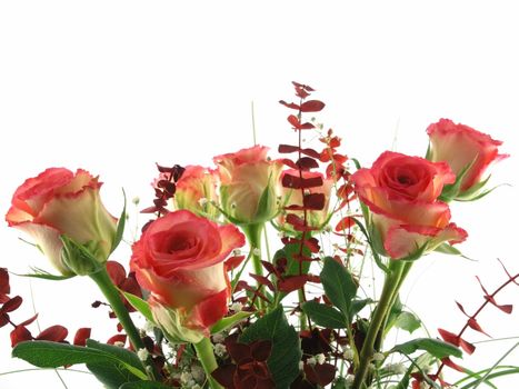 rose bouquet  isolated on a white background 