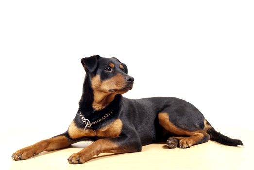 portrait of 10 mounth old rottweiler pincher dog