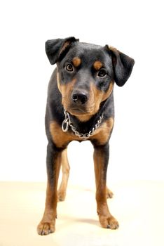 portrait of 10 mounth old rottweiler pincher dog