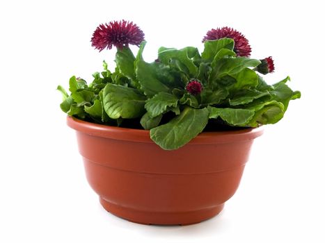 Colorful spring daisy in containers isolated on white background