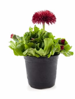 Colorful spring daisy in containers isolated on white background