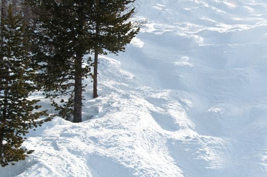 Mogul slope with trees on one side