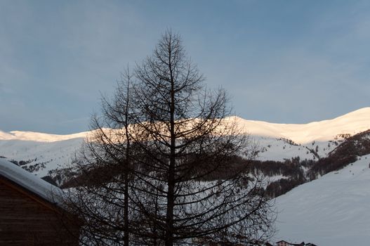 Sunrise scenario in Livigno, Italian Alps with tree, hut and snowy mountains