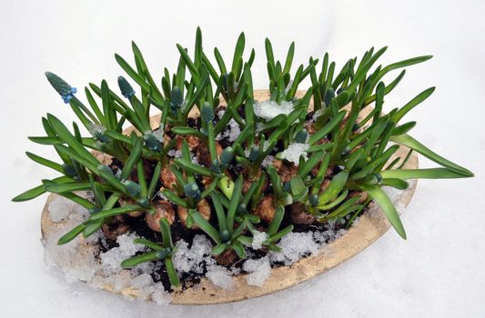 Blue Grape Hyacinth covered with bits of snow arranged in flower pot standing in snow.